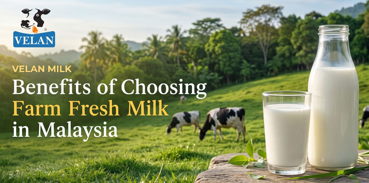 Velan Milk: Benefits of Choosing Farm Fresh Milk in Malaysia